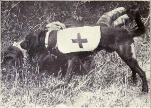 Ambulance_Dog