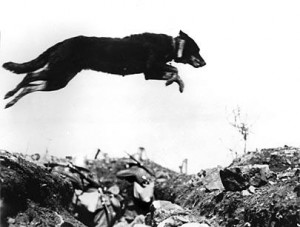 Meldehund